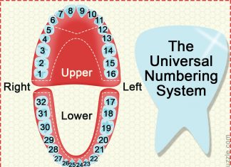 Dental Charts to Help You Understand the Tooth Numbering System