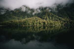 Some of my favorite sustainable kiwi brands that back nature