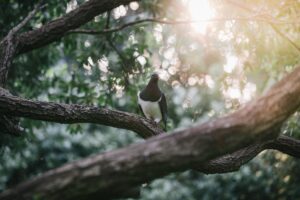 Meet the chunky, tipsy kererū: New Zealand’s native wood pigeon