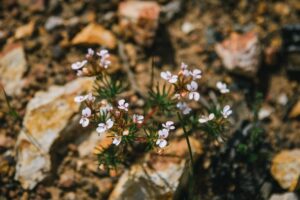 Australia’s Golden Outback is a botanical wonderland