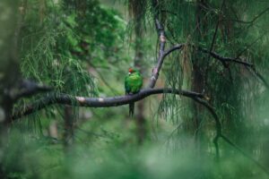 Ulva Island is a wildlife paradise