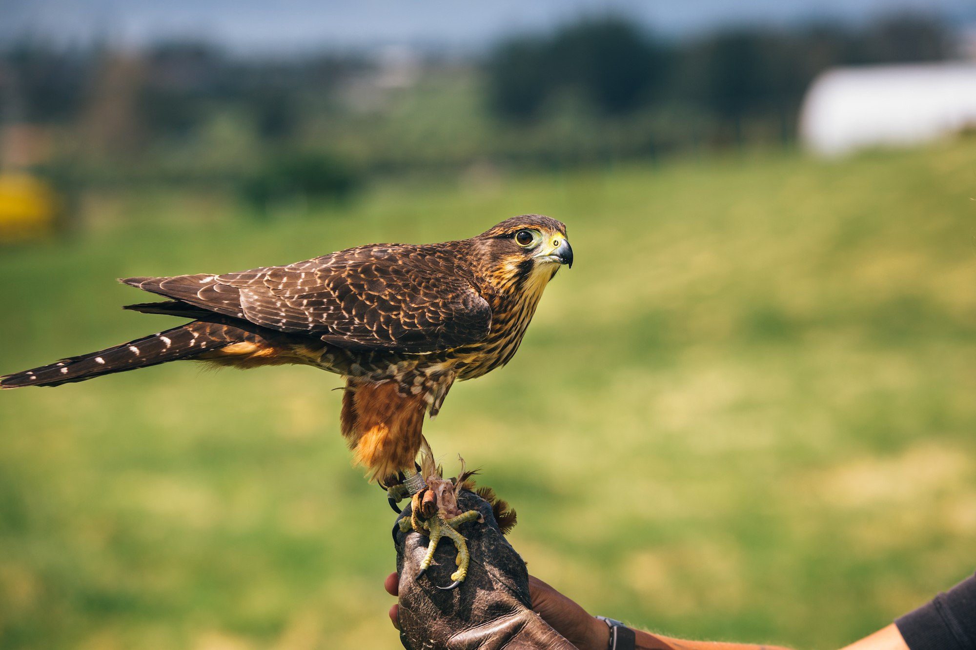 Kārearea: the mysterious New Zealand falcon