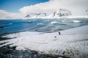 Penguins you might meet in Antarctica