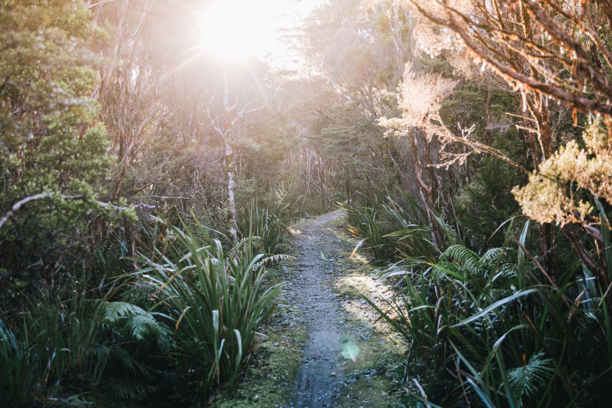 How the Heaphy Track become my new favorite Great Walk