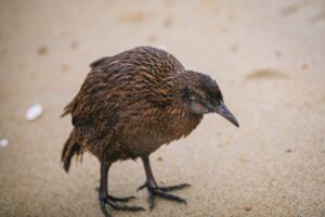 In defense of the bold and fearless weka: New Zealand’s most unruly bird