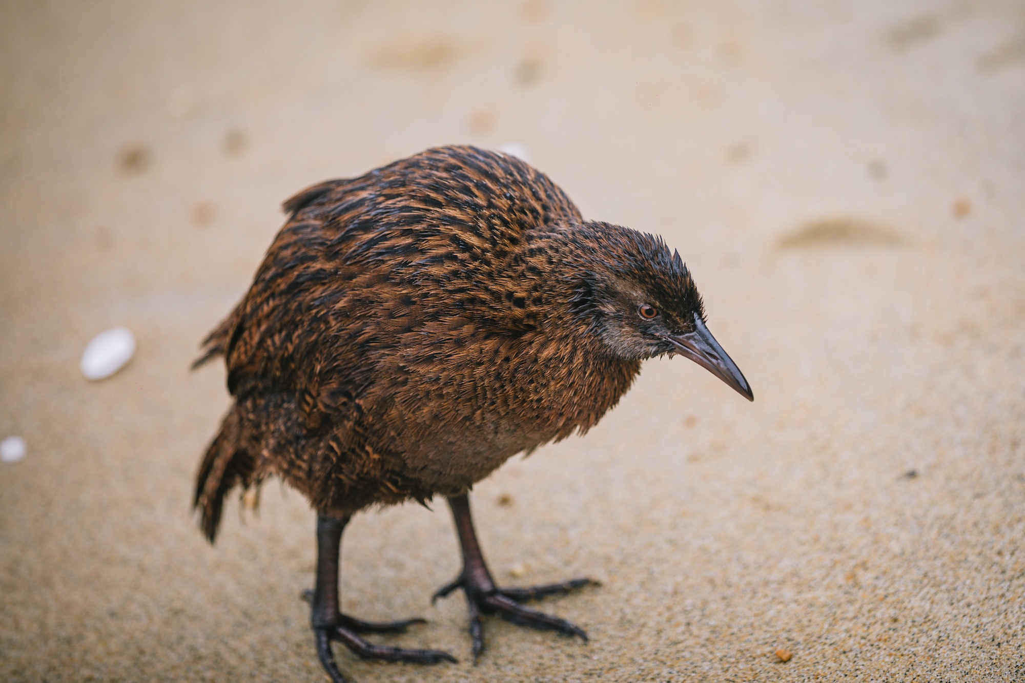 In defense of the bold and fearless weka: New Zealand’s most unruly bird